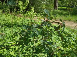 Plancia ëd Rosa glauca Pourret