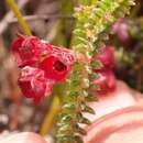 Image of Erica truncata L. Bolus