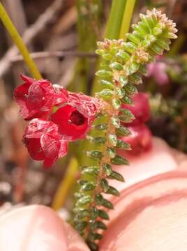 Image of Erica truncata L. Bolus