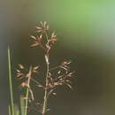 صورة Agrostis alpina Scop.