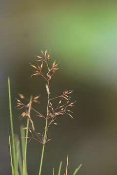 Sivun Agrostis alpina Scop. kuva