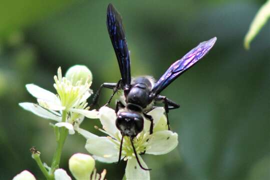 Image of Mud dauber