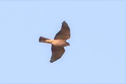 Image of Japanese Sparrowhawk