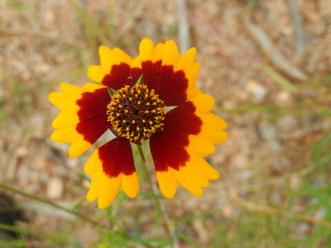 Imagem de Coreopsis basalis (Otto & A. Dietr.) Blake