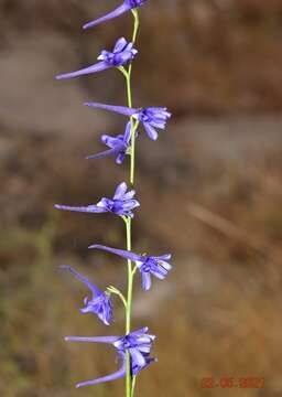 Image de Delphinium gracile DC.