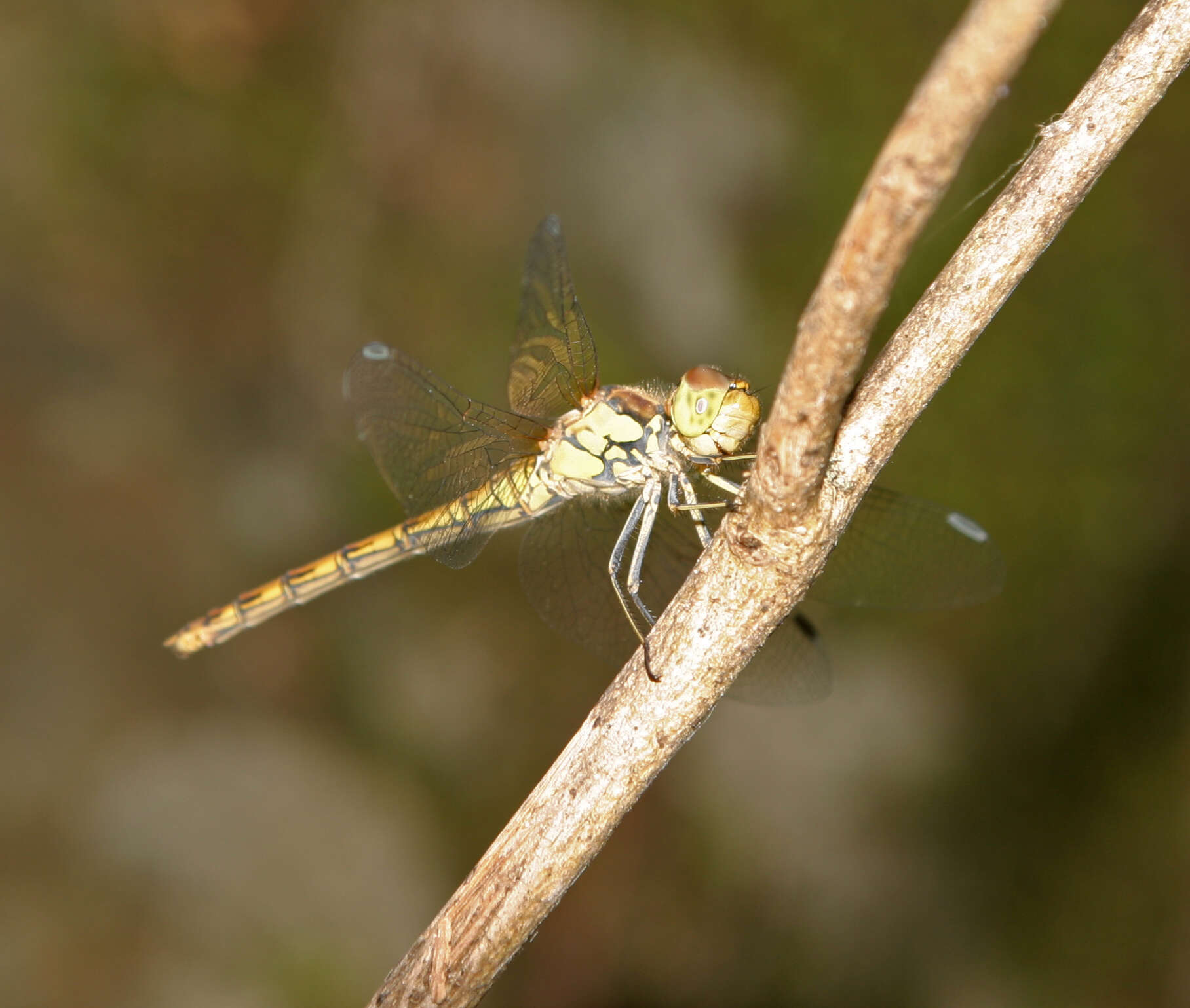 Image of <i>Sympetrum <i>striolatum</i></i> striolatum