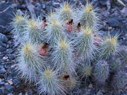 Image of Echinocereus occidentalis subsp. breckwoldtiorum