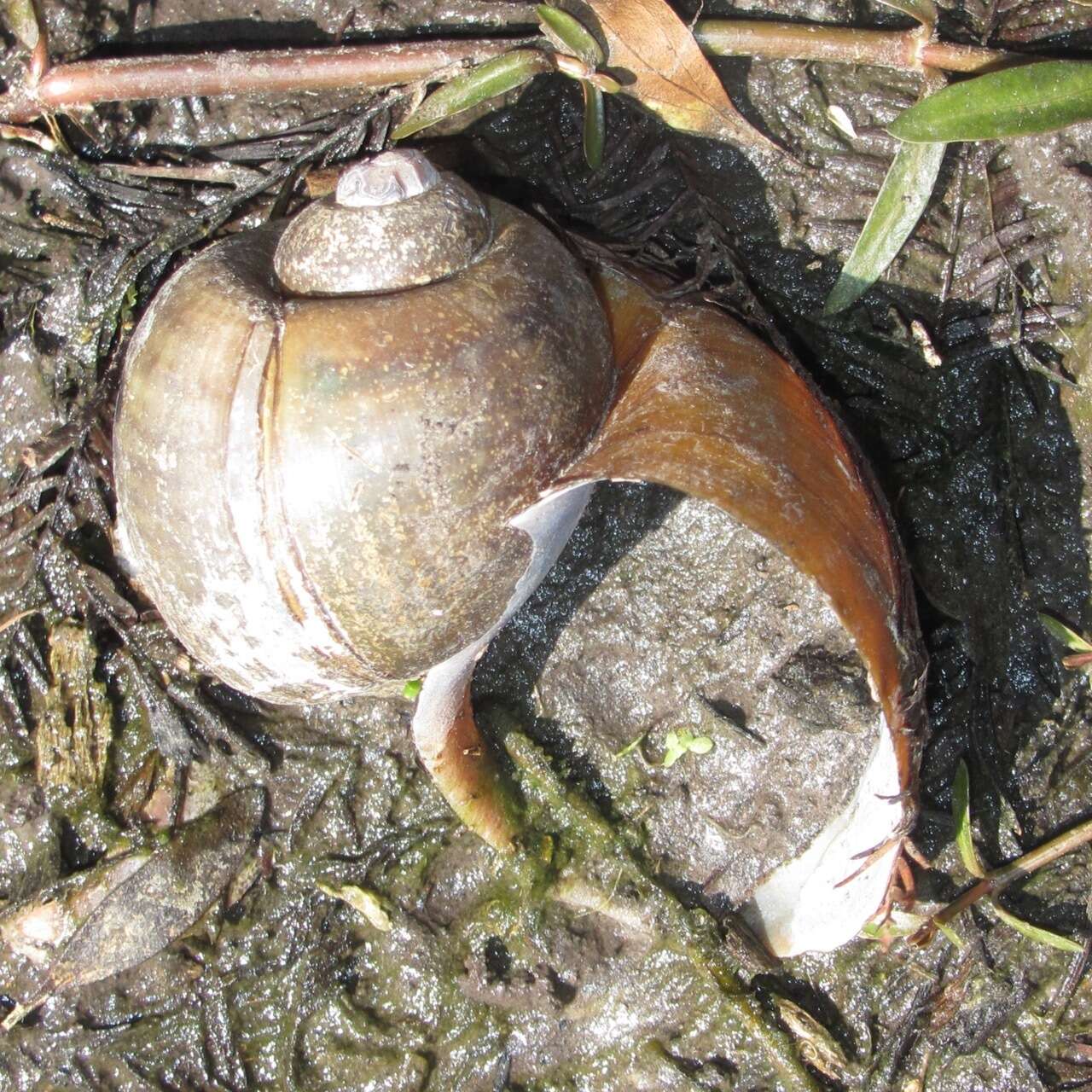 Image of Giant applesnail