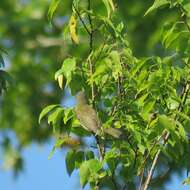 Image of Red-eyed Vireo