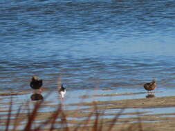 Image of Cape Shoveler