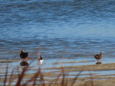 Image of Cape Shoveler