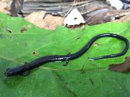 Image of Worm salamander