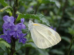 Image of Pieris canidia (Sparrman 1768)