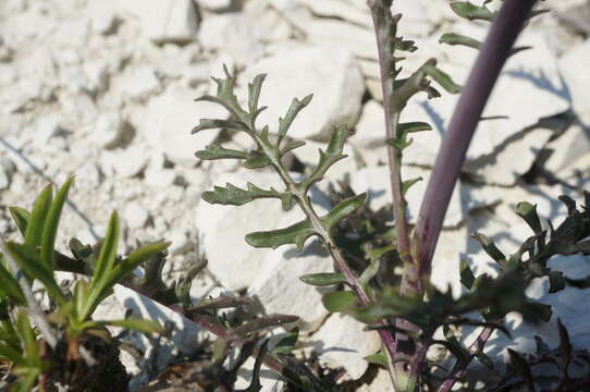 Image of Brassica elongata subsp. pinnatifida (Schmalh.) Greuter & Burdet