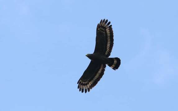 Imagem de Spilornis cheela malayensis Swann 1920