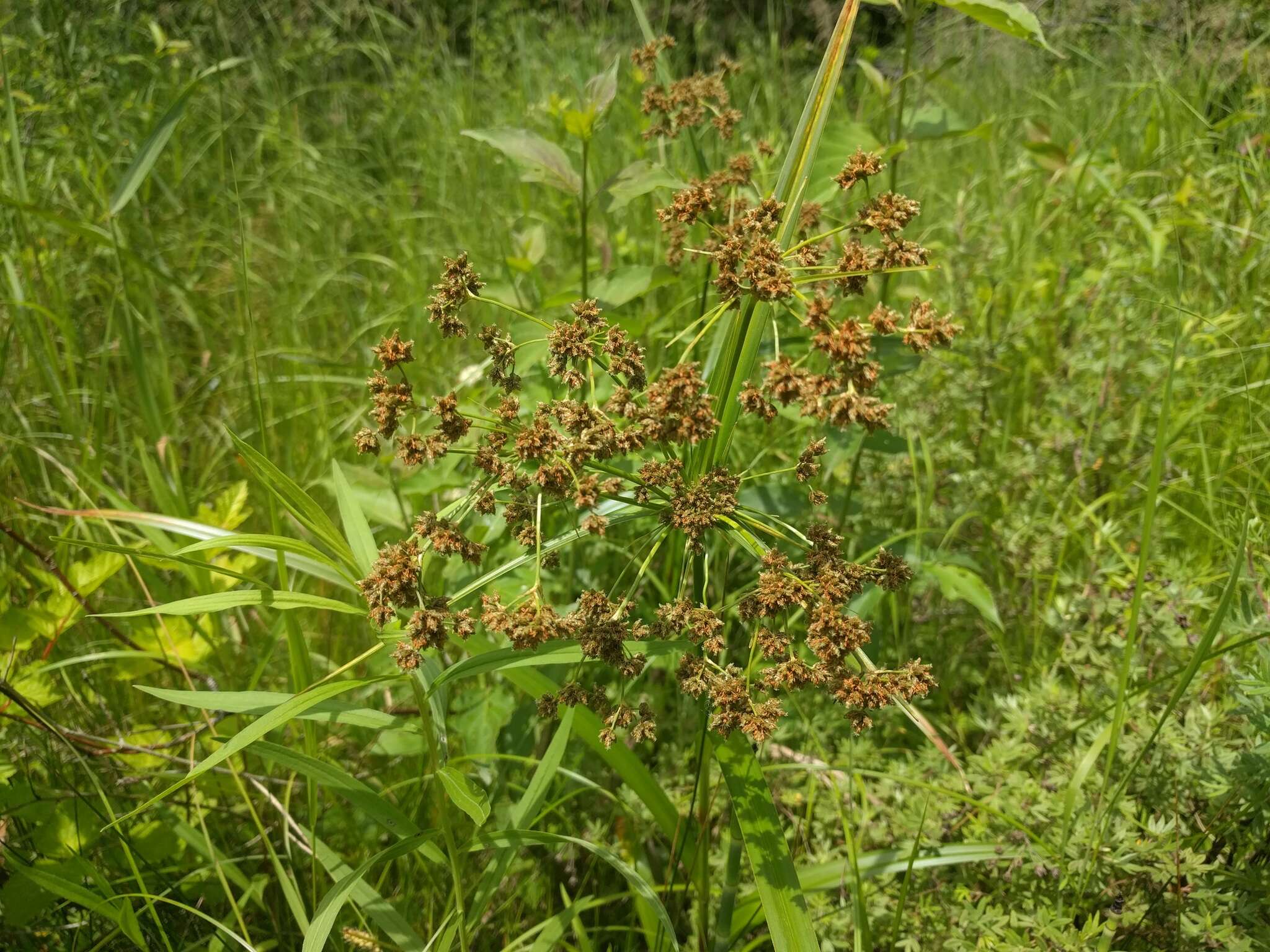 Scirpus microcarpus J. Presl & C. Presl resmi