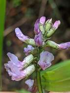 Astragalus robbinsii (Oakes) A. Gray的圖片