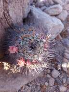 Image de Mammillaria johnstonii Orcutt