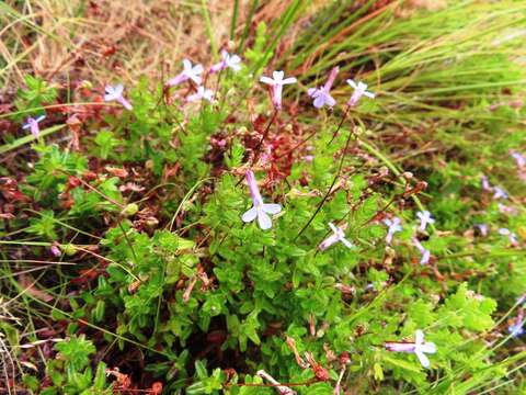 Image de Lobelia neglecta Schult.