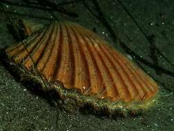 Leopecten Masuda 1971 resmi