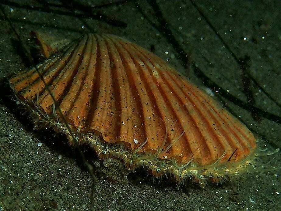 Leopecten Masuda 1971 resmi