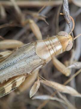 Слика од Aeoloplides californicus (Scudder & S. H. 1897)