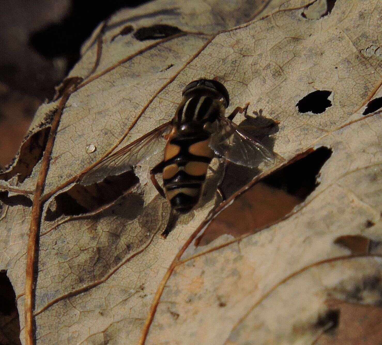 Image of Helophilus fasciatus Walker 1849