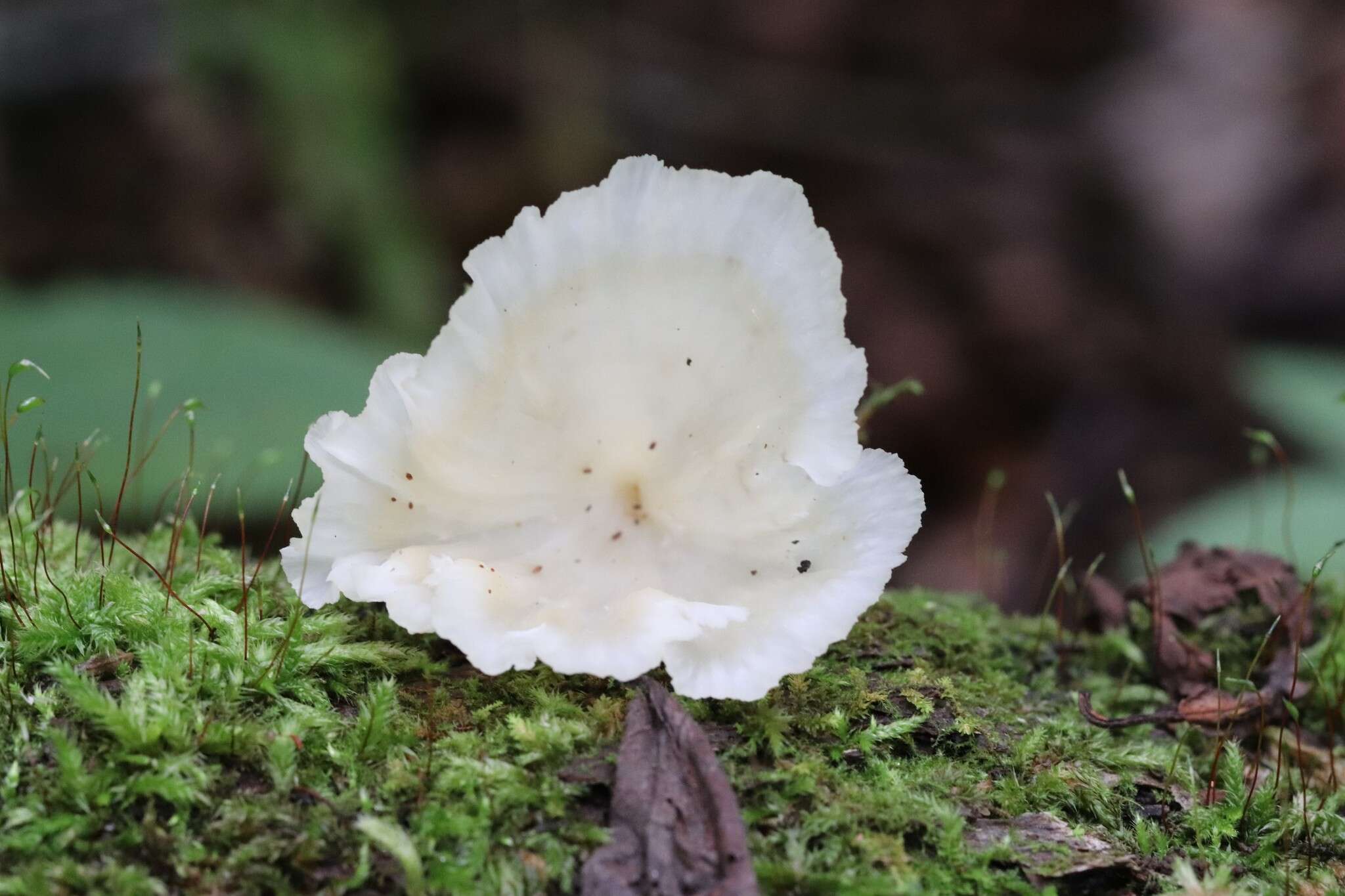 Image de Cotylidia diaphana (Cooke) Lentz 1955