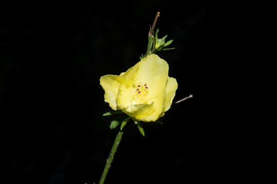 Image of Hibiscus jaliscensis P. A. Fryxell