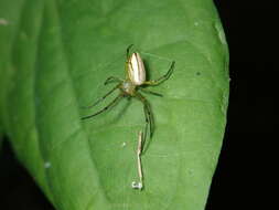 Image of Leucauge celebesiana (Walckenaer 1841)