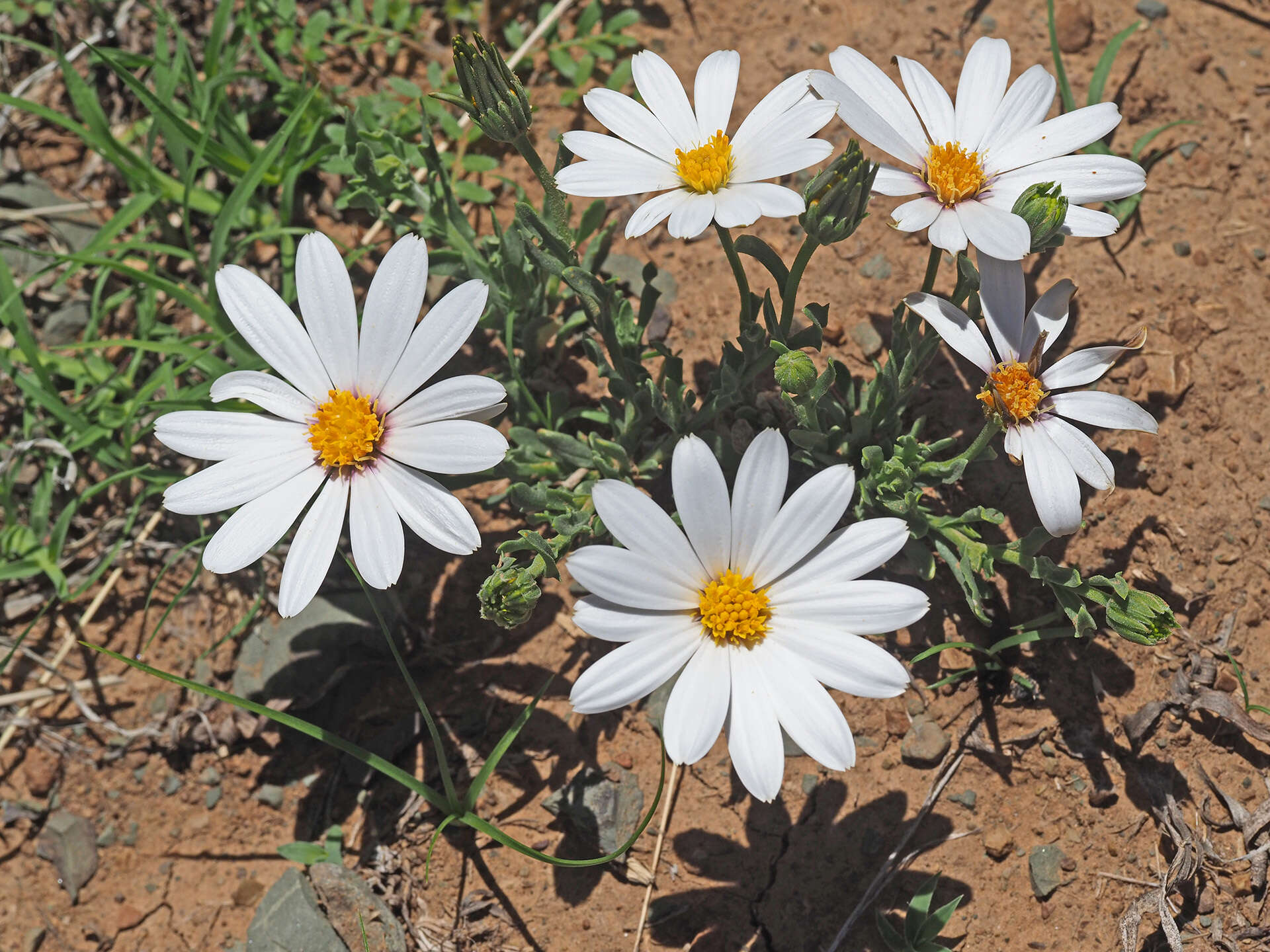 Image of White Dimorphotheca
