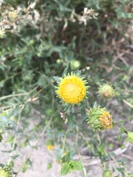 Grindelia squarrosa (Pursh) Dunal resmi