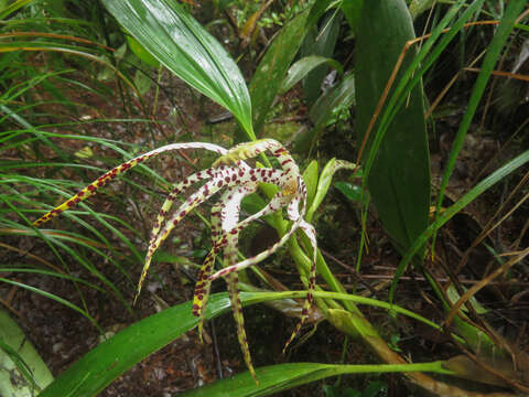 Image of Maxillaria speciosa Rchb. fil.