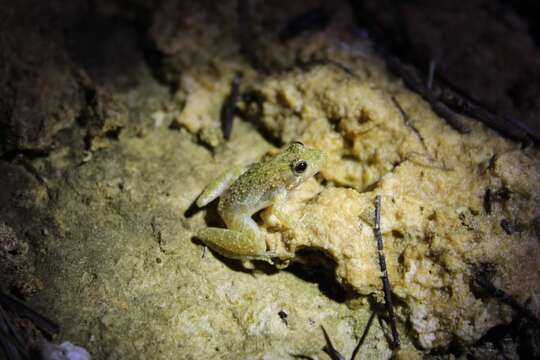 Image of Southern Cricket Frog