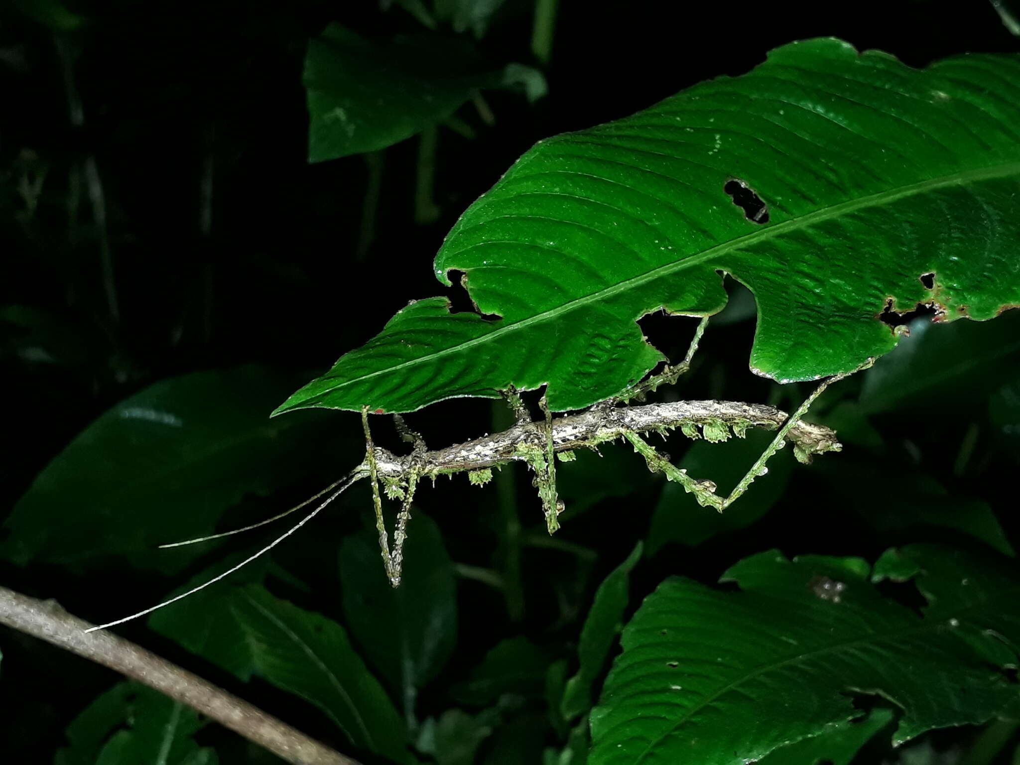 Image of Ceroys (Miroceroys) heymonsi (Piza 1936)