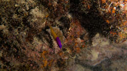 Image de Pictichromis coralensis Gill 2004