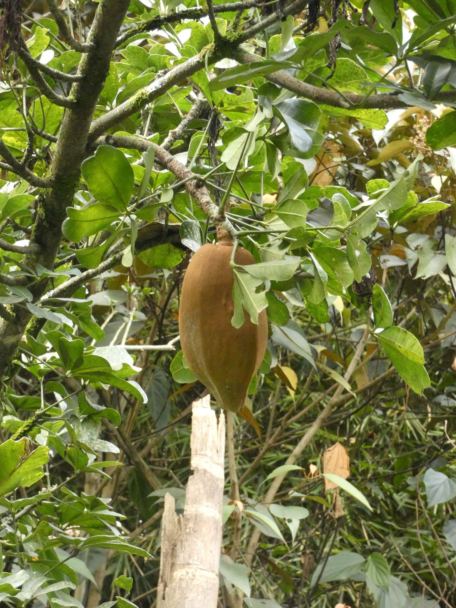 Image de Pachira speciosa Triana & Planch.