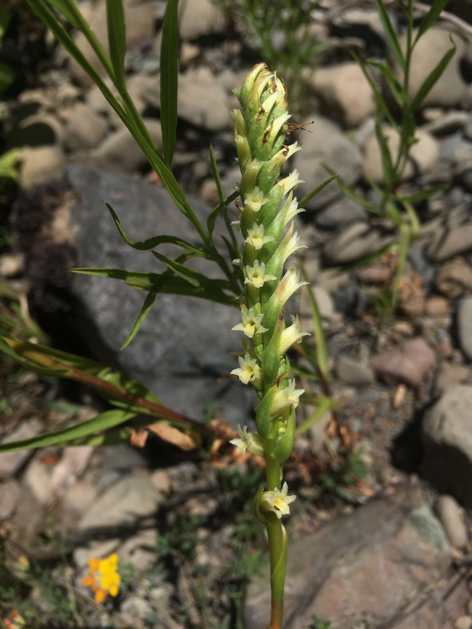 Image of Western Ladies'-Tresses