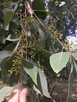 Imagem de Eucalyptus moluccana Roxb.