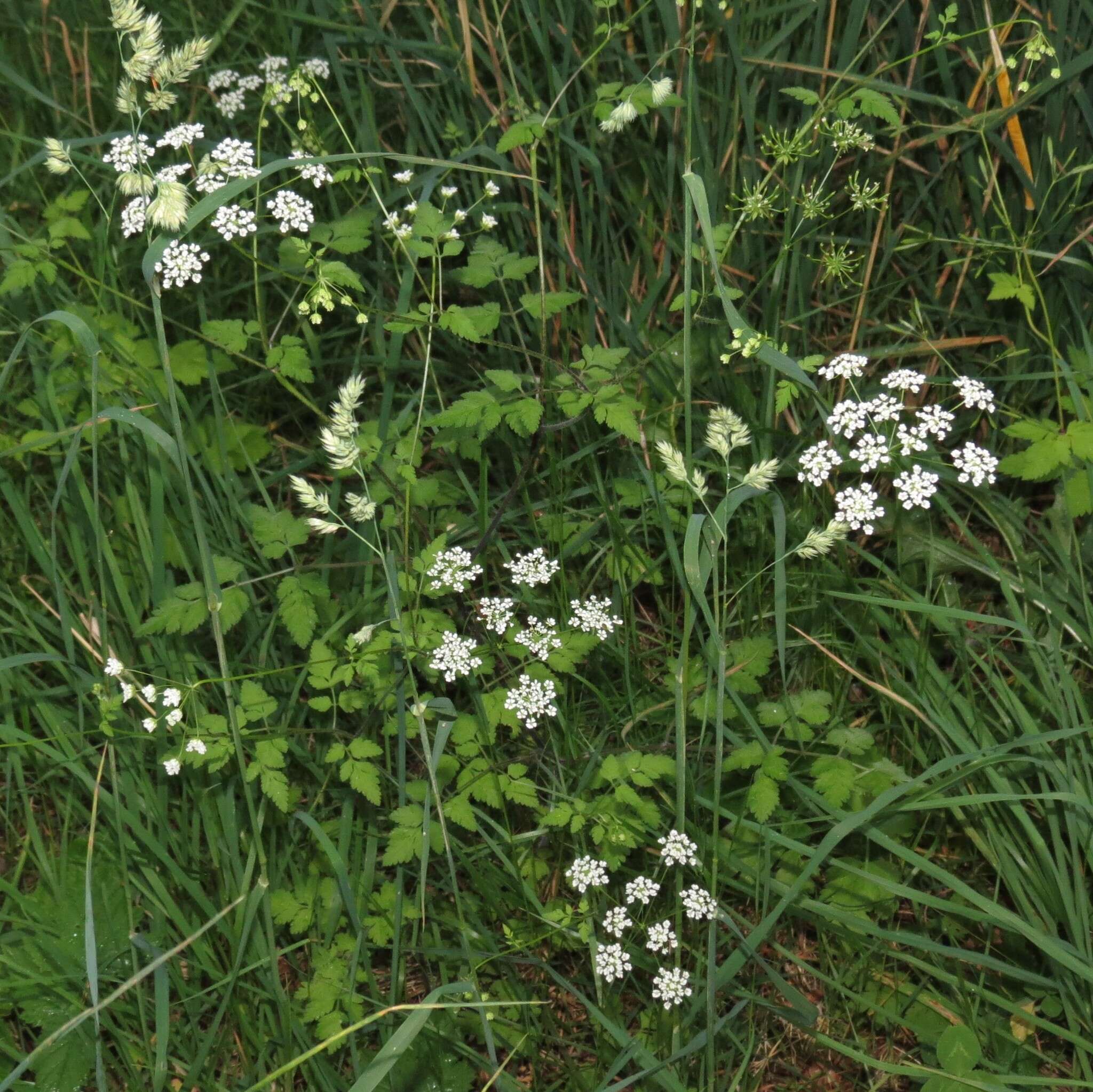 Image de cerfeuil penché