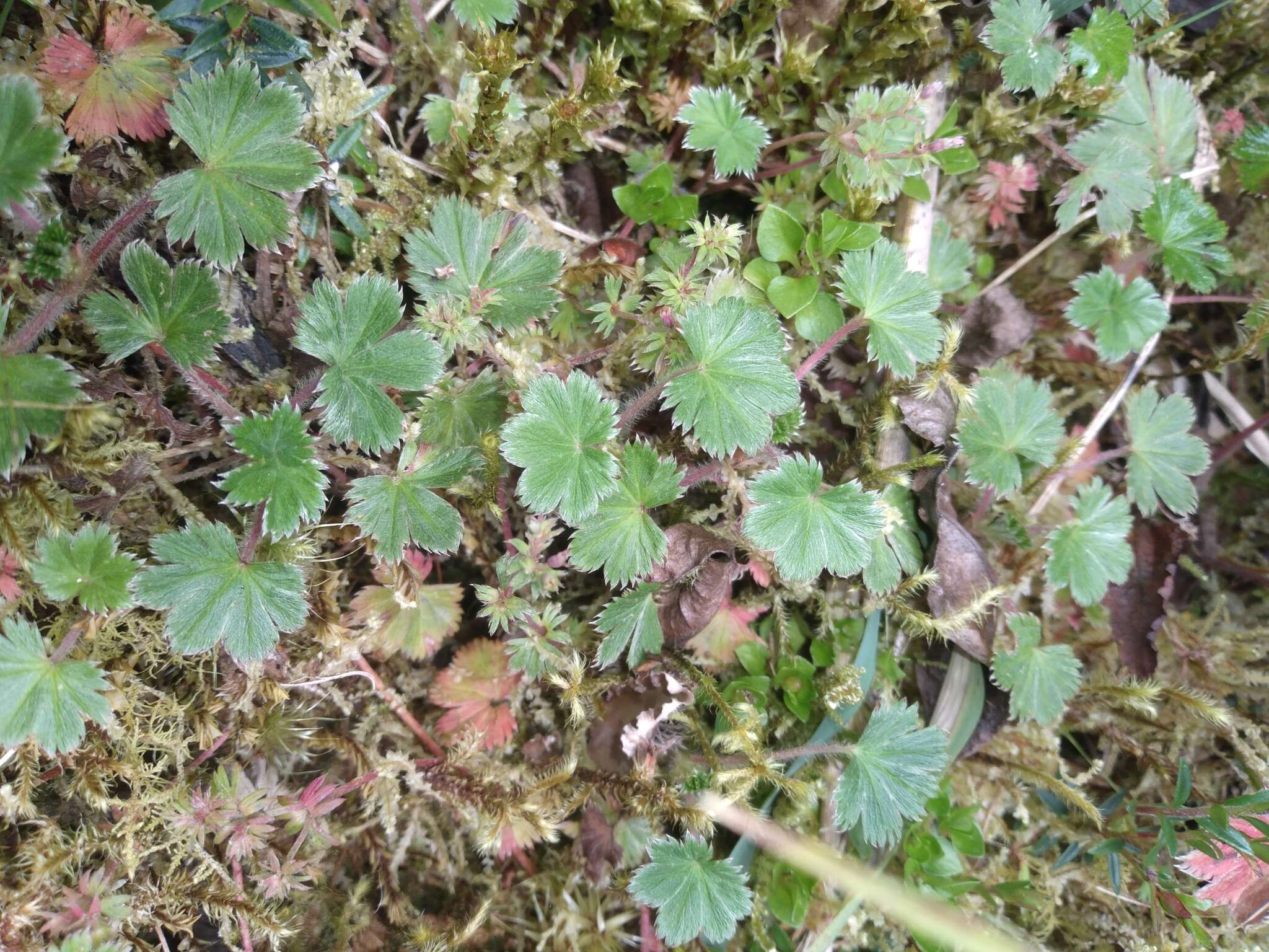 Image of Lachemilla aphanoides (Mutis ex L. fil.) Rothm.