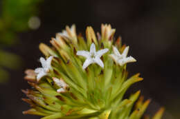 صورة Thesium viridifolium Levyns