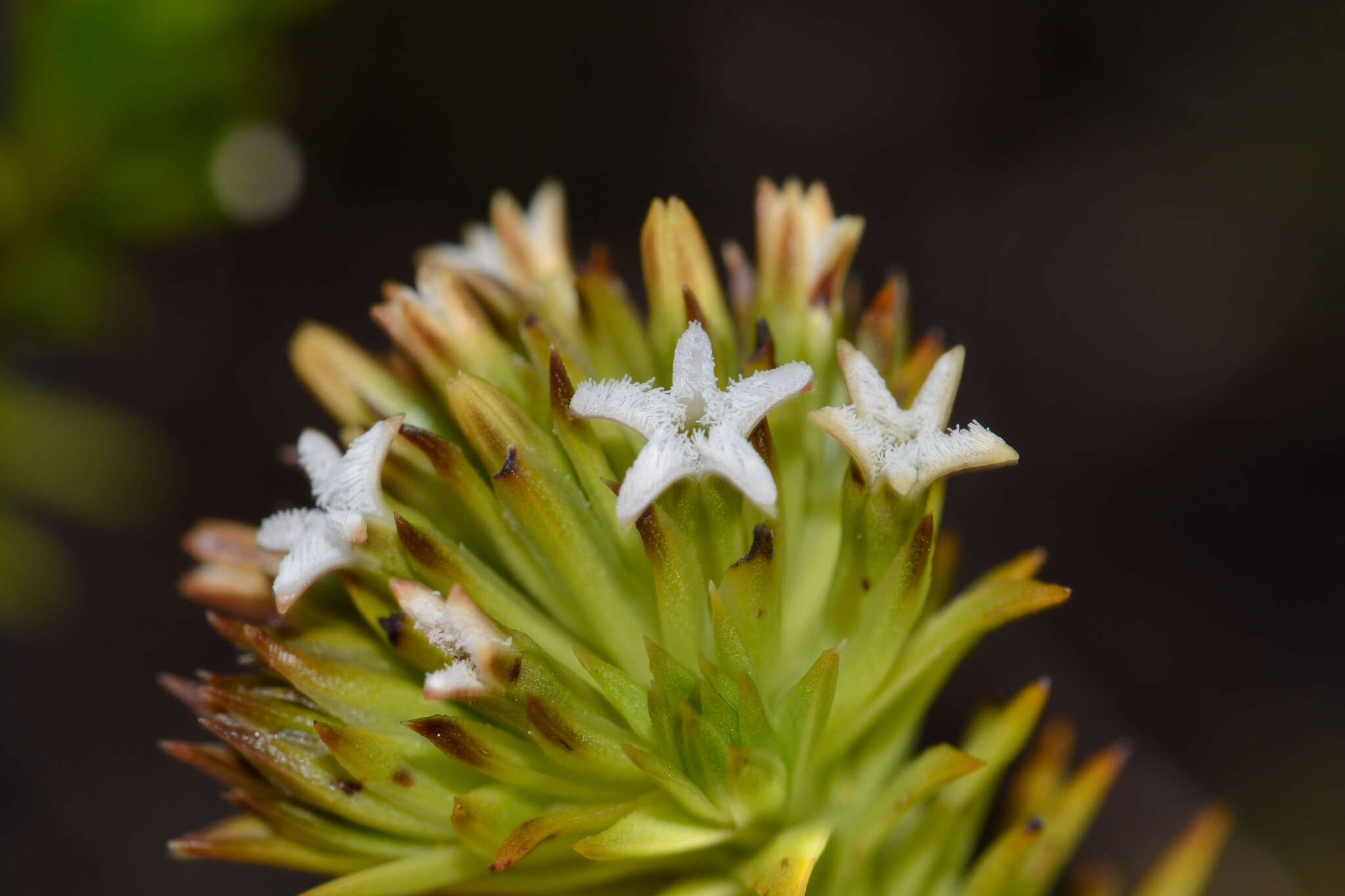 صورة Thesium viridifolium Levyns