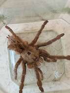 Image of Sandy Horned Baboon Tarantula