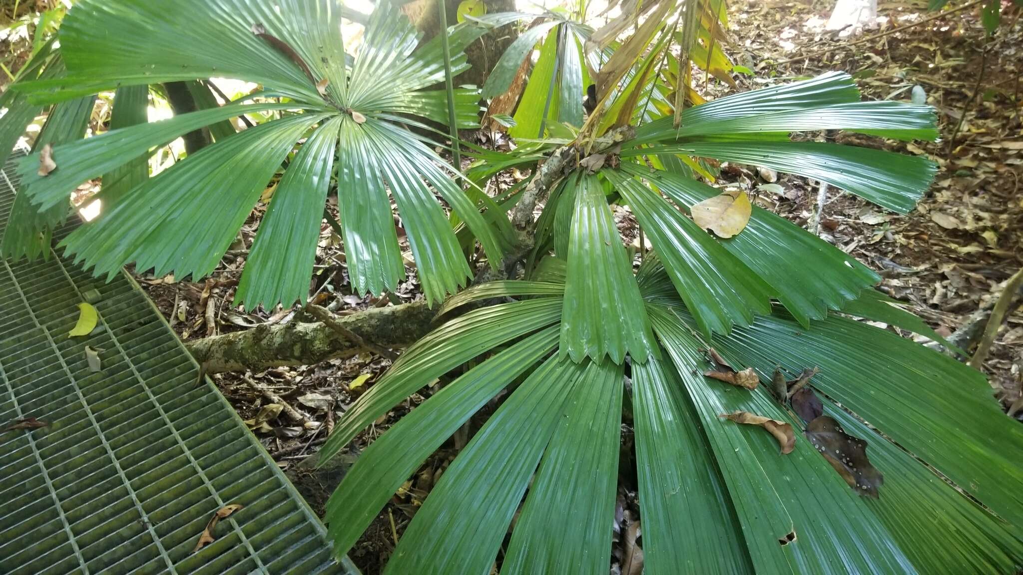 Image of Licuala fan palm