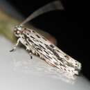 Image de Ethmia confusella Walker 1863