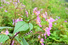 Imagem de Impatiens sulcata Wall.