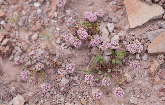 Image of Pinnacles buckwheat