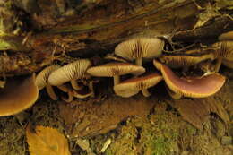 Agrocybe firma (Peck) Singer 1940 resmi