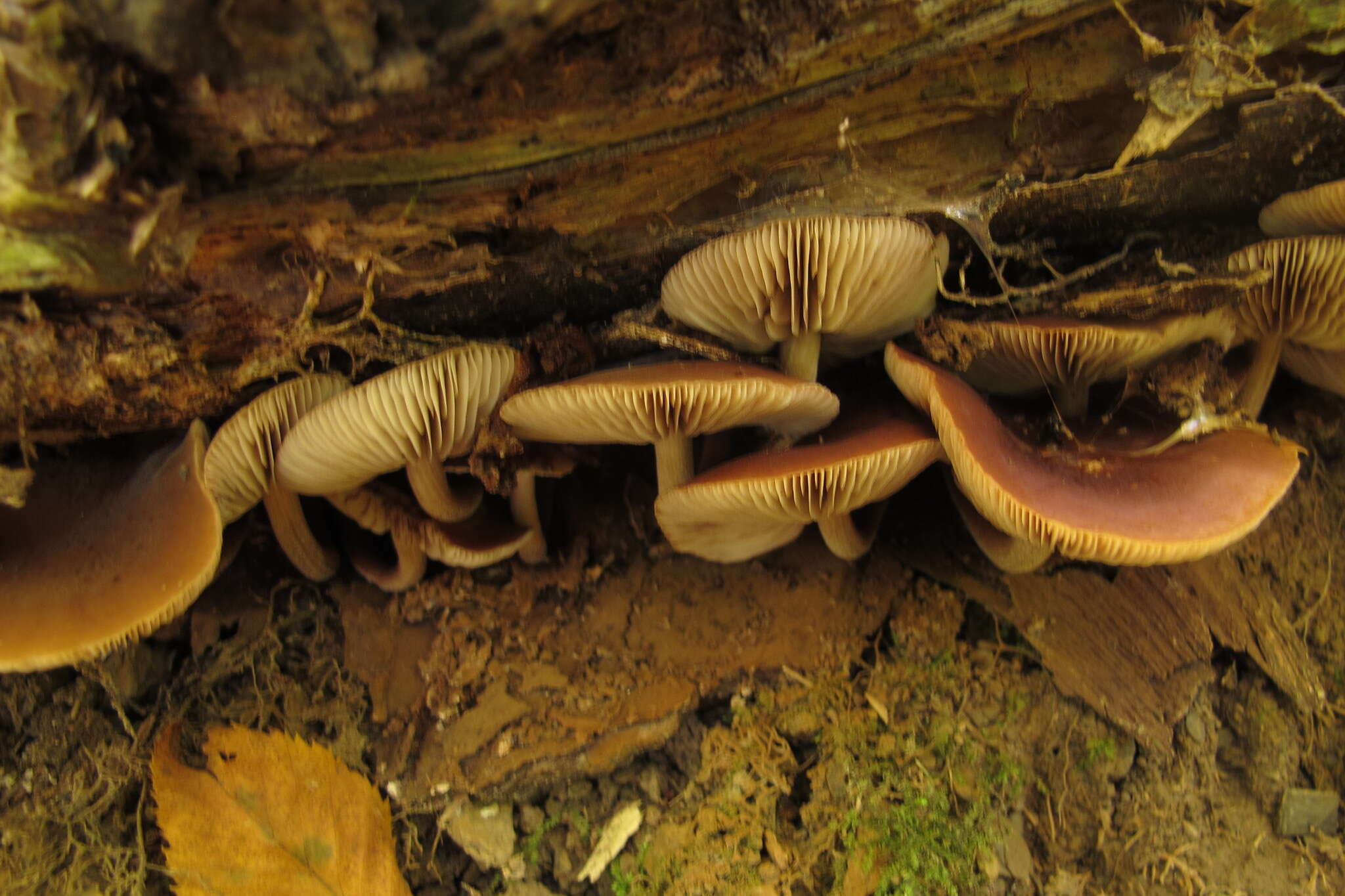 Agrocybe firma (Peck) Singer 1940 resmi